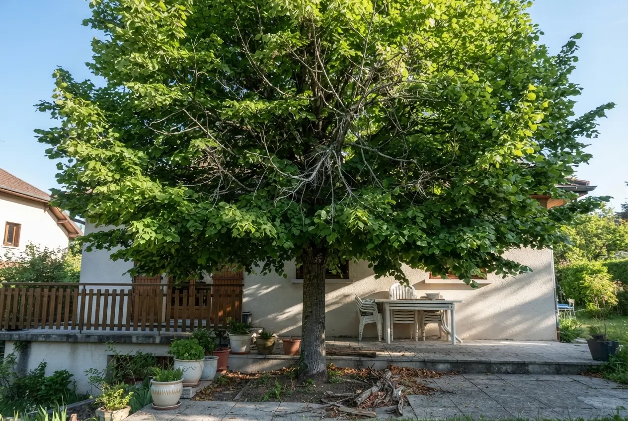 Tilleul touffu envahissant une terrasse à Chambéry avant élagage